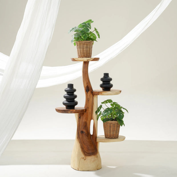 صبار بأربعة أرفف