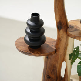 صبار بأربعة أرفف